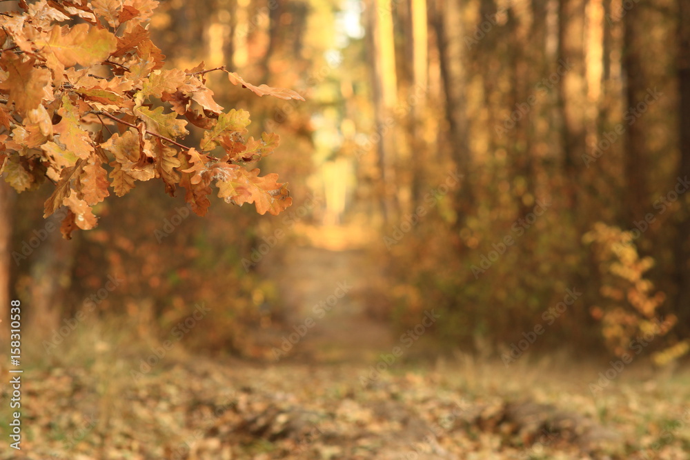 Forest Forest