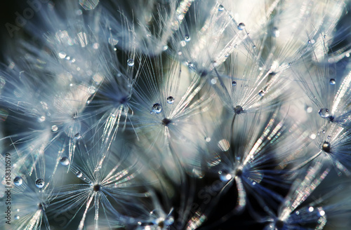 shimmering beautiful backdrop of fluffy seeds of dandelion in shining drops o...