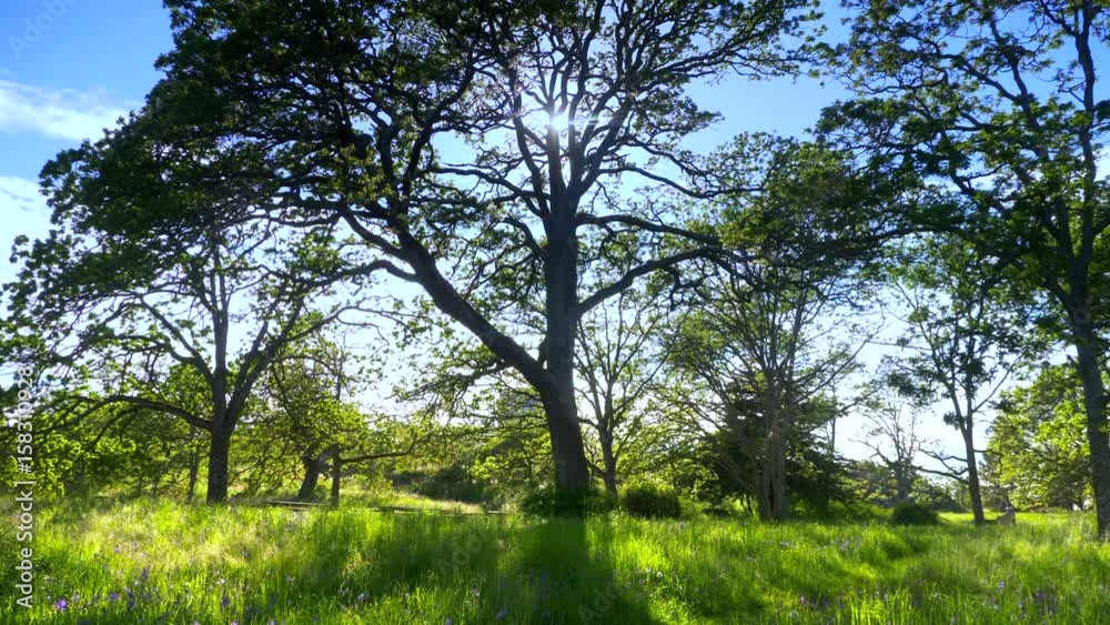 4K Big Garry Oak Tree in Green Grass Meadow, Spring Time Field Nature 4K Big Garry Oak Tree in Green Grass Meadow, Spring Time Field Nature