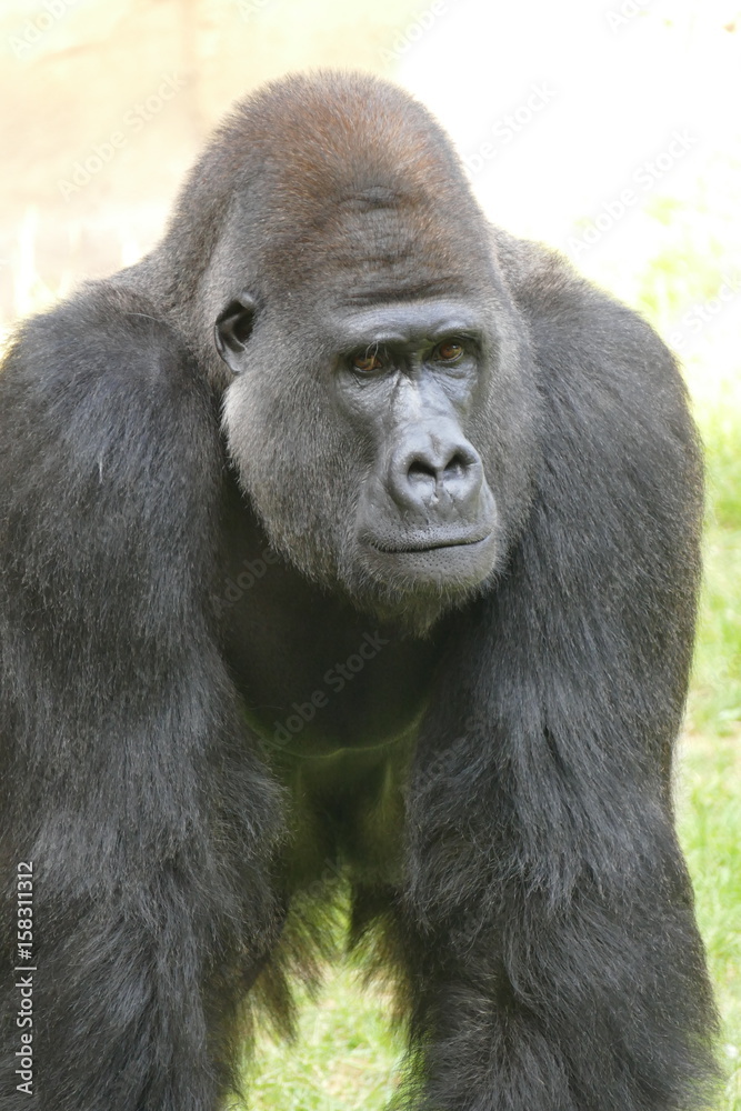 Silberrücken, schöner männlicher Gorilla Silberrücken, schöner männlicher Gorilla