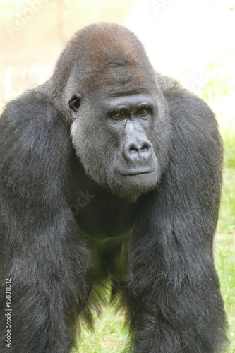 Silberrücken, schöner männlicher Gorilla
