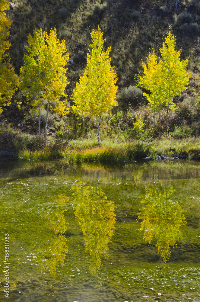Autumn Aspen Trees Reflected in Water