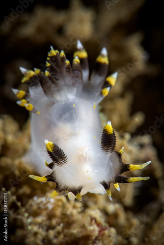 Polycera tricolor photo