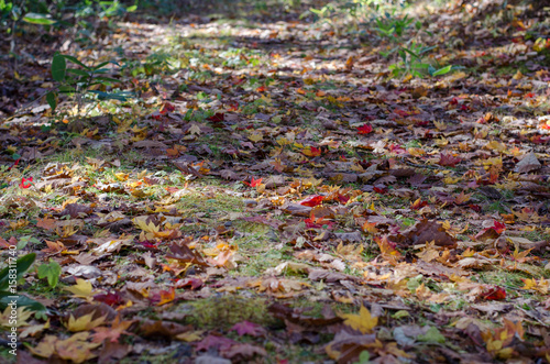 紅葉した落ち葉