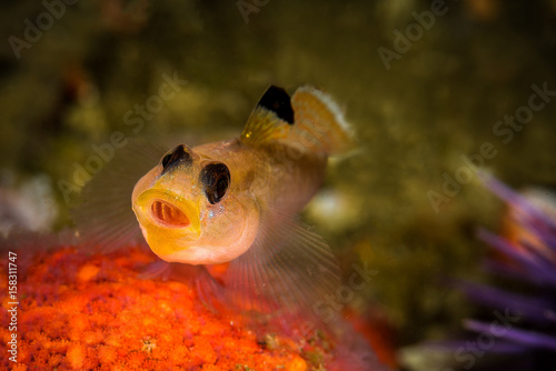 Blackeyed Goby photo