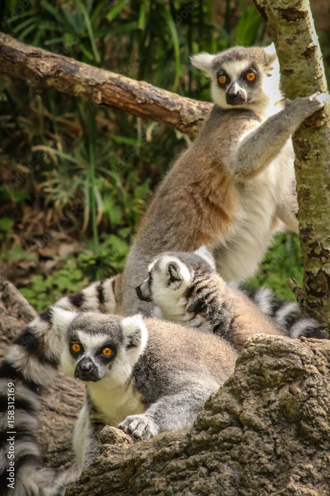 Fototapeta premium Three Lemurs