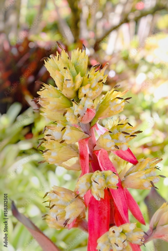 Pink and Yellow Bromeliad Flowers