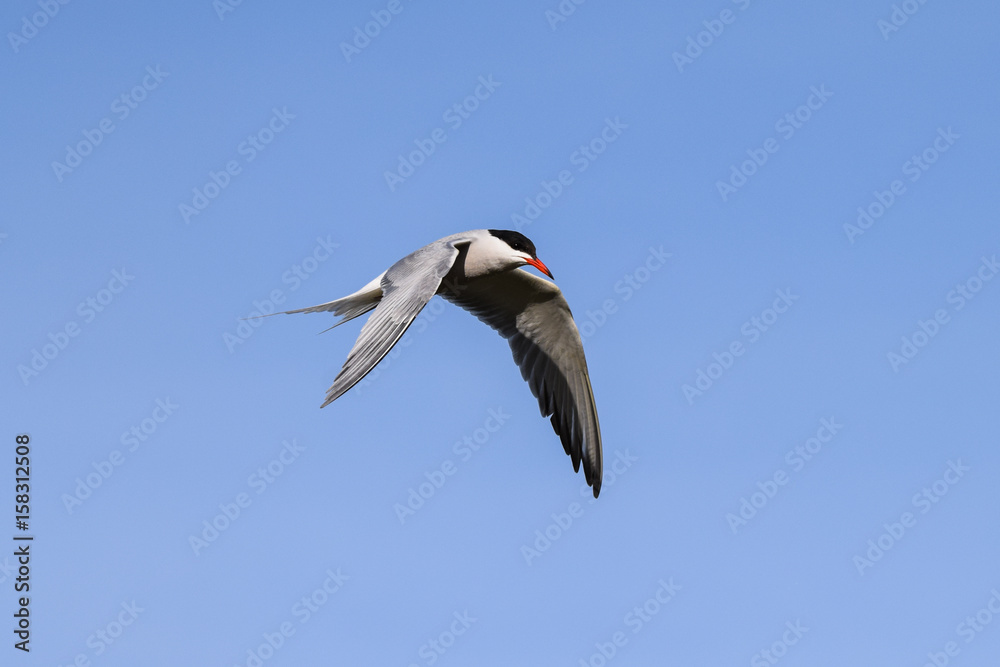 Common tern pausing in mid flight and going into a dive to catch fish from a lake Common tern pausing in mid flight and going into a dive to catch fish from a lake