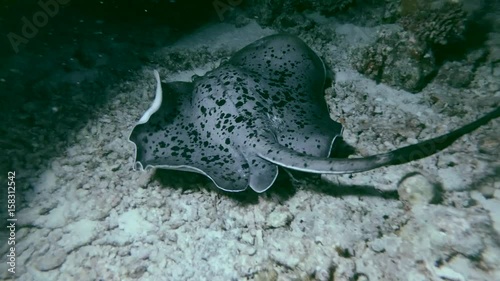 Round ribbontail ray - Taeniura meyeni swims over coral reef in the night, Indian Ocean, Maldives
 photo