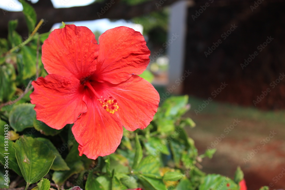 Bright Red Hibiscus Bright Red Hibiscus