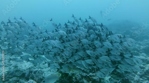 School of fish Humpback Red Snapper - Lutjanus gibbus swims near the coral reef, Indian Ocean, Maldives
 photo