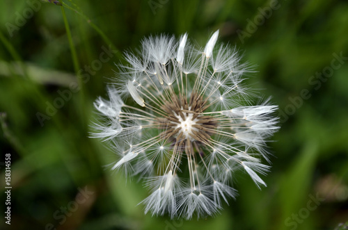 Dandelion Puff