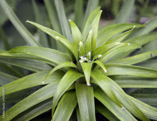 Exotic Garden Plant