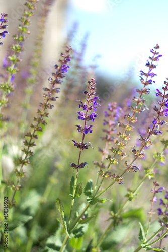 May Night Meadow Sage or Salvia grows in a garden on a warm summer day