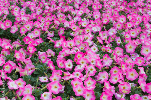 Pink flower garden, Natural background. photo