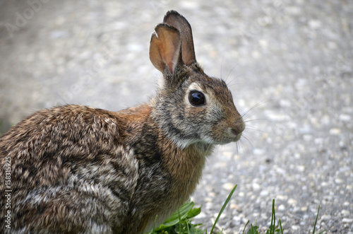 Wild rabbit in grass 