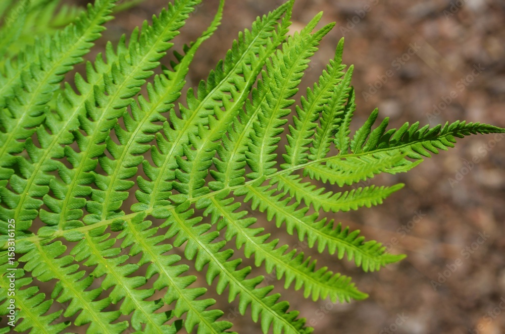 Isolated fern leaf 