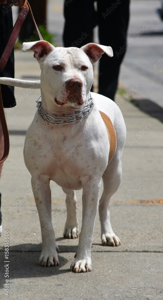 White pit bull terrier with chain collar being walked on an urban sidewalk 