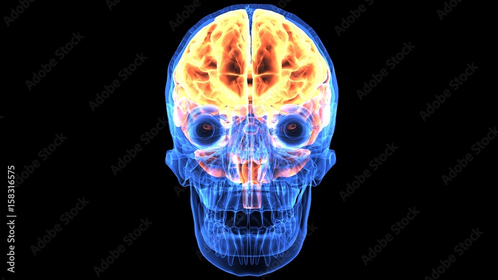 3d illustration human body brain .human body part.
3d illustration human body brain .human body part.