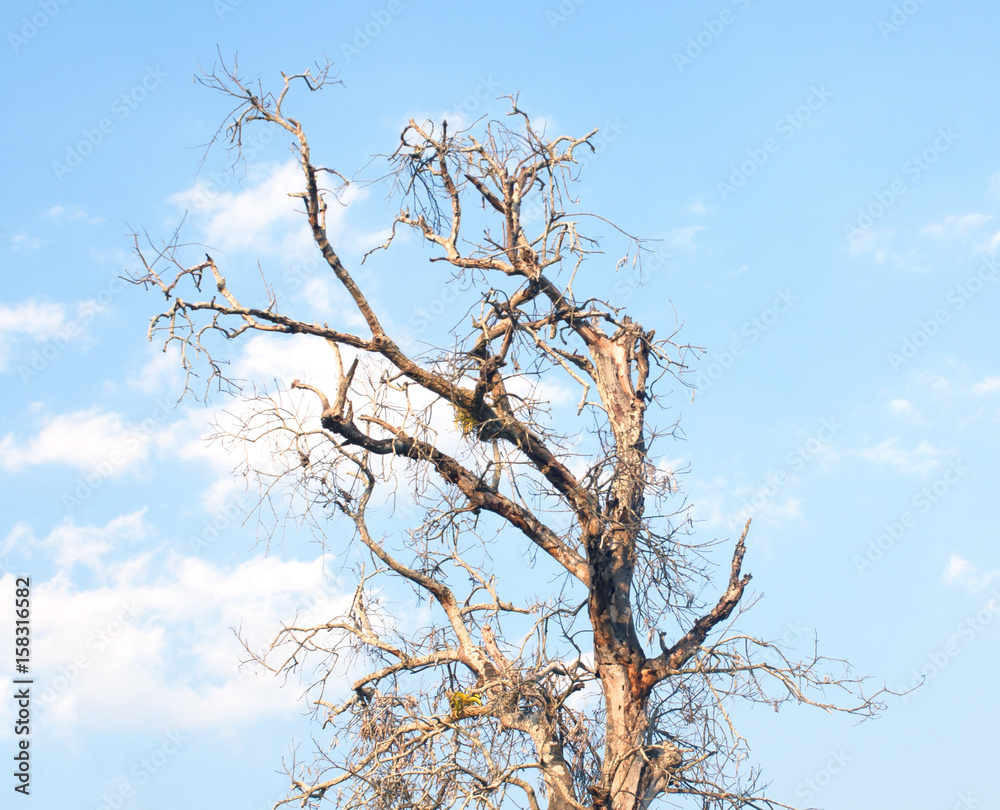 Dead tree dead Dead tree dead