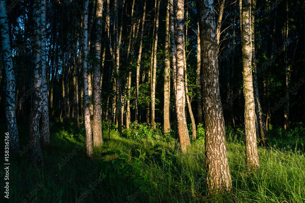Nature of Europe - Ukraine. Park and trees in summer sunset. Nature of Europe - Ukraine. Park and trees in summer sunset.