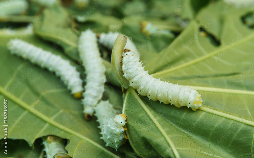 Naklejka premium Close up Silkworm eating mulberry green castor leaves.