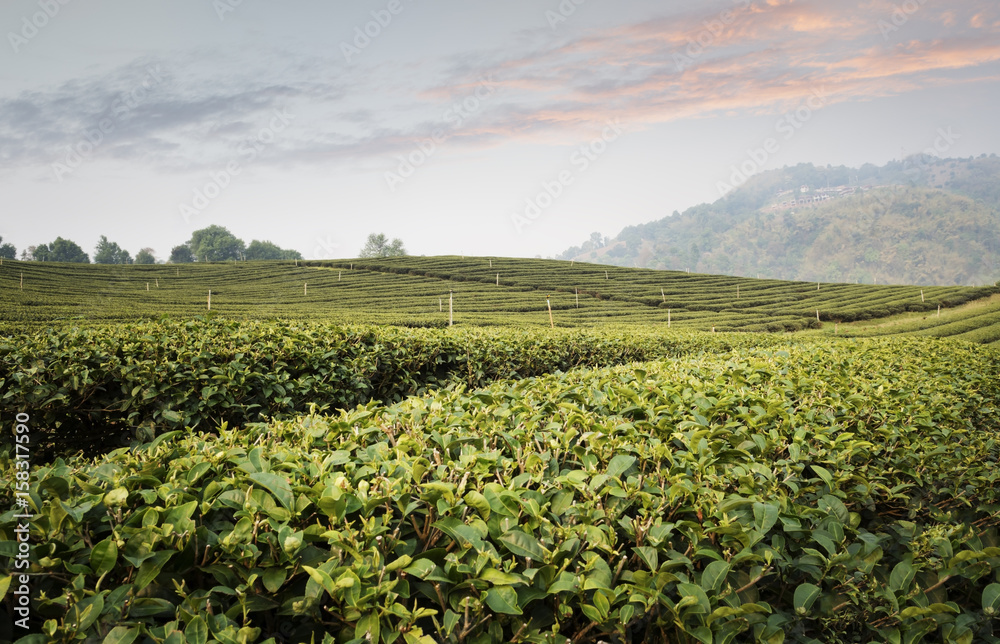 Tea plantation landscape at sunset.