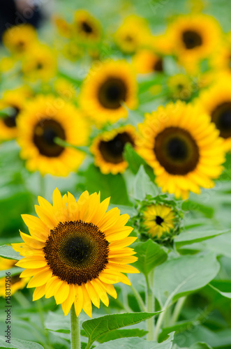 Fototapeta Naklejka Na Ścianę i Meble -  ヒマワリ