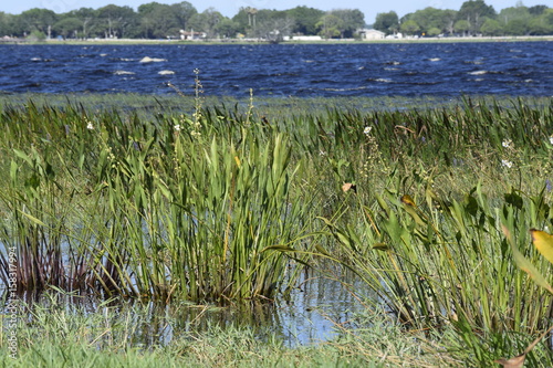 Lake Lilies