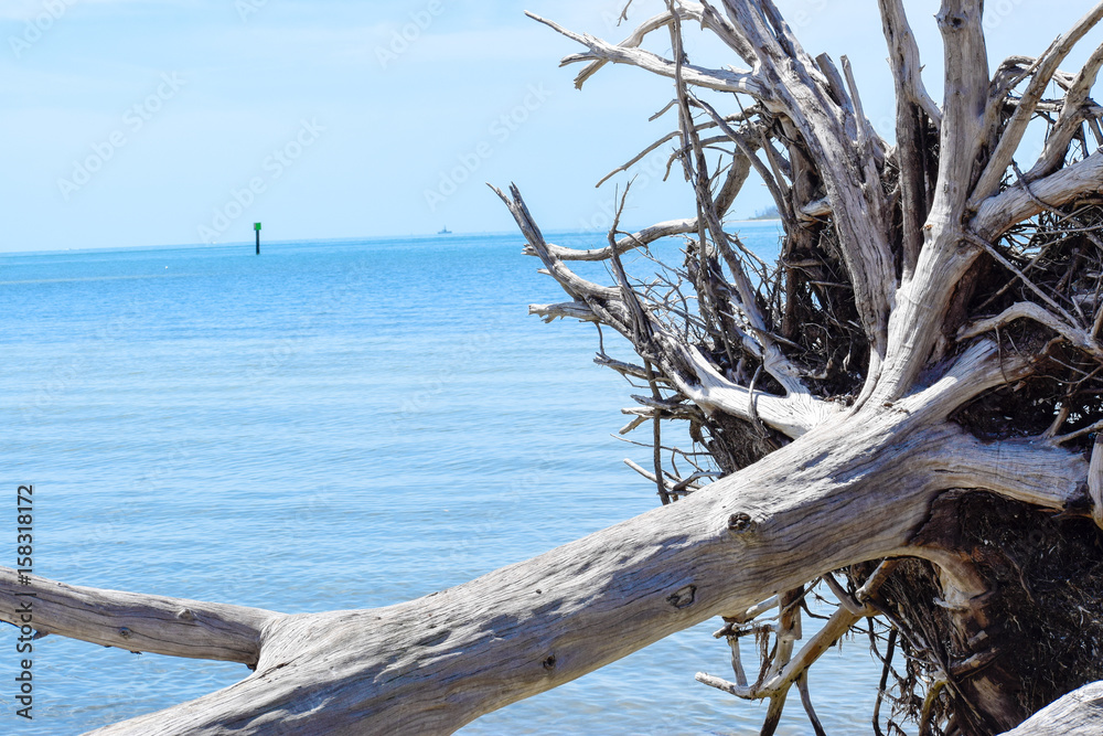 Driftwood