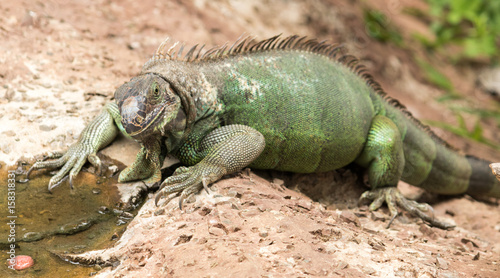 Iguana