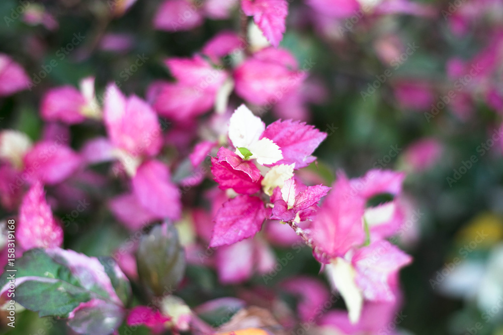 Pink leaf of Hibiscus