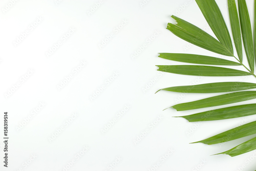 Green palm leaves on white background. top view. Green palm leaves on white background. top view.