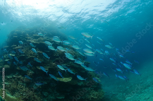 サンゴ礁に泳ぐ魚の群れ