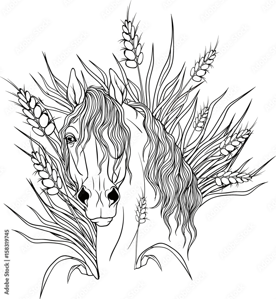 Naklejka Coloring page with a portrait of a horse.