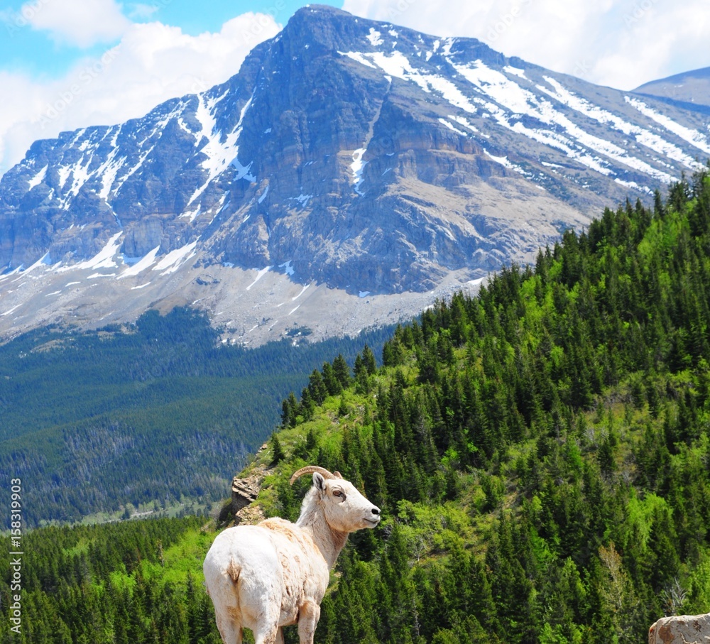 Mountain goat in Glacier National Park, Montana