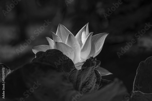 The lotus made black and white. photo