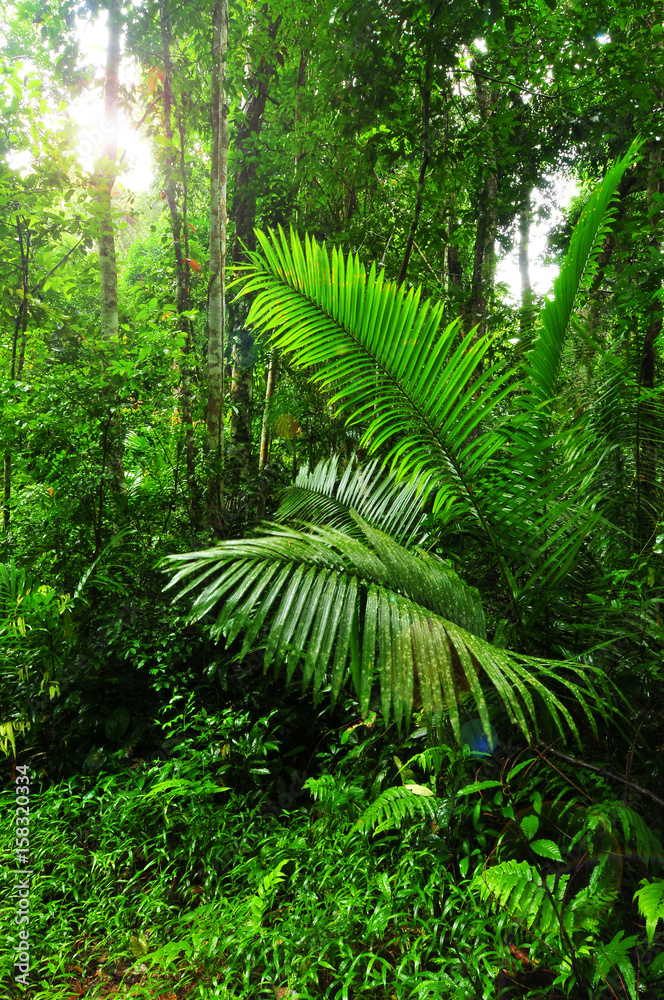 Fototapeta premium Rain forest in thailand