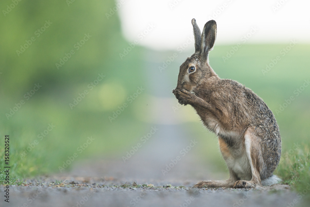 Fototapeta premium Hase