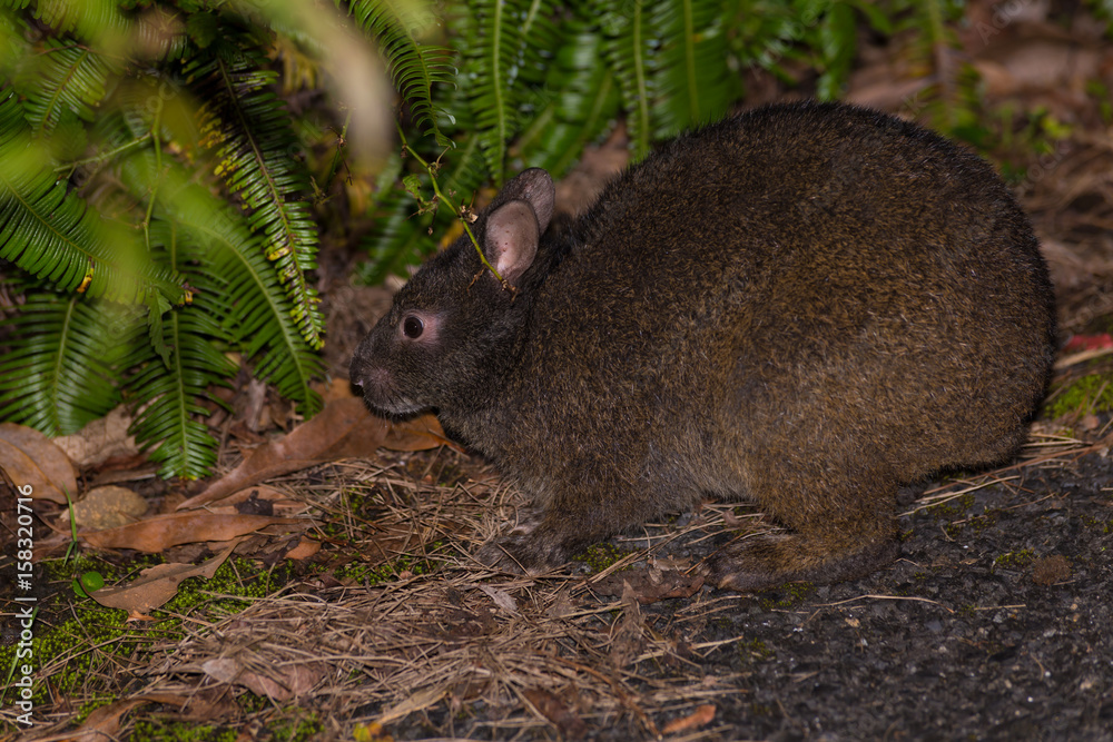 Naklejka premium アマミノクロウサギ