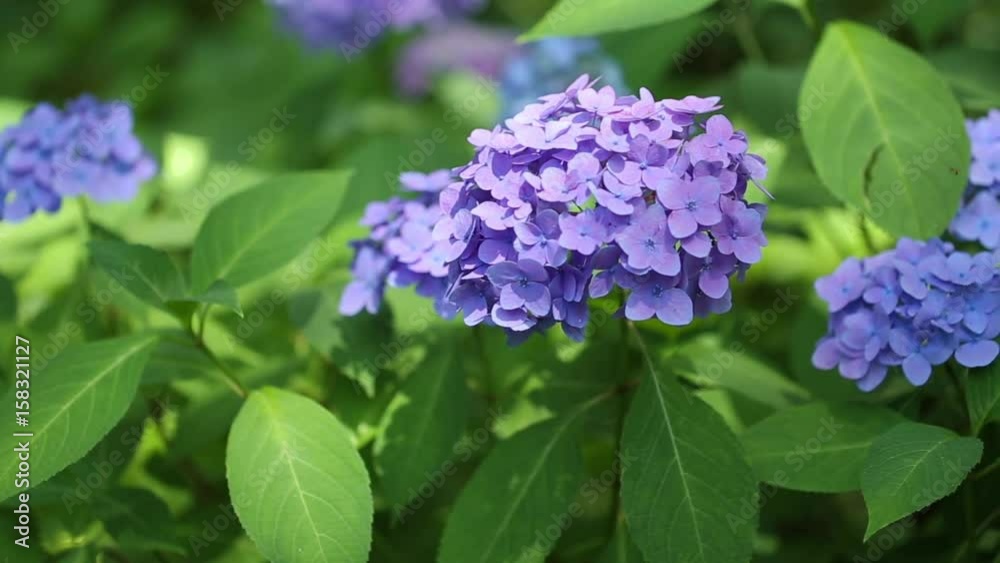 Purple hydrangeas swaying in wind in rainy season, close up
Purple hydrangeas swaying in wind in rainy season, close up