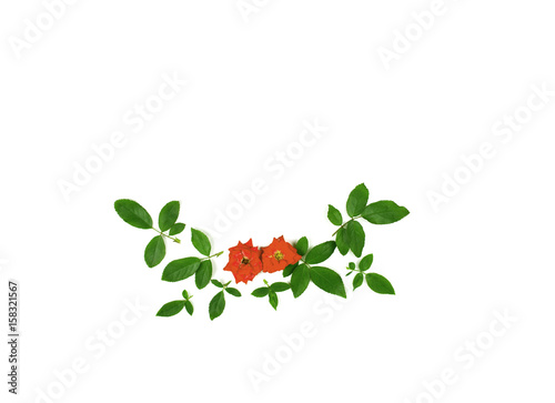 Decorative rose flowers, green leaves on white background with copy space. Flat lay.