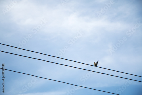 A dove on wire with blue sky.