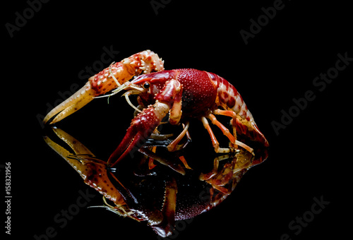 Crayfish Procambarus Clarkii Ghost on black background. © praisaeng