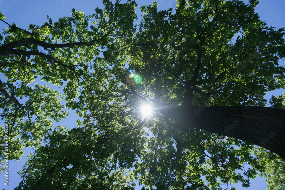 Fototapeta premium Sunlight Shining through Tree Canopy