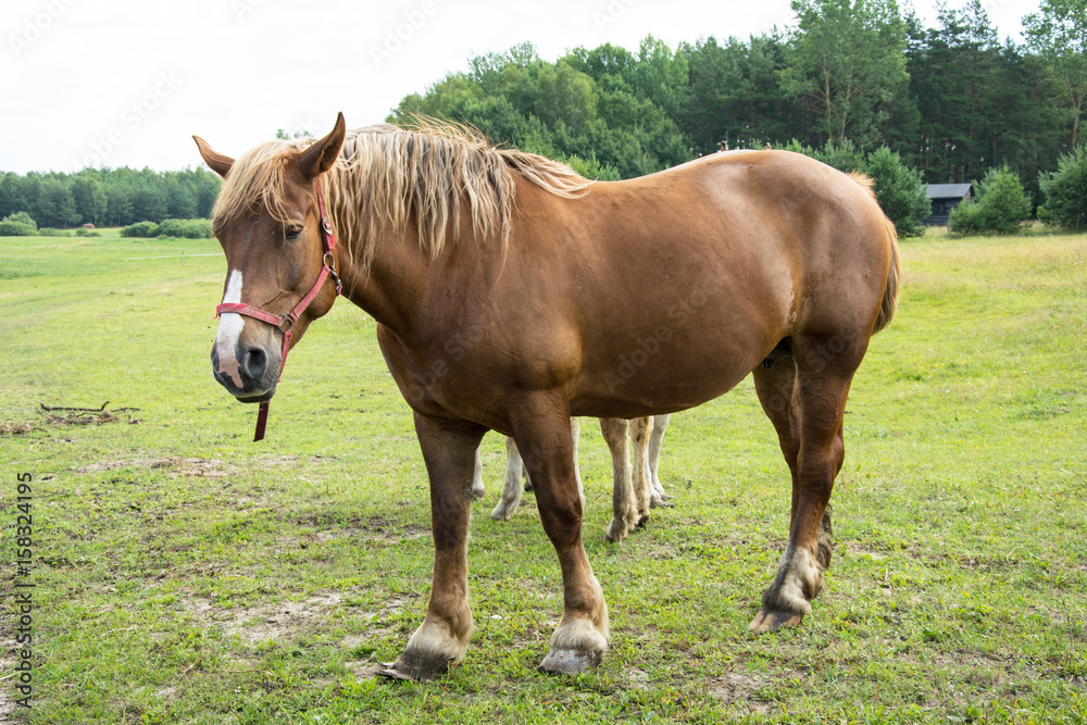 Chestnut mare walking on a meadow Chestnut mare walking on a meadow