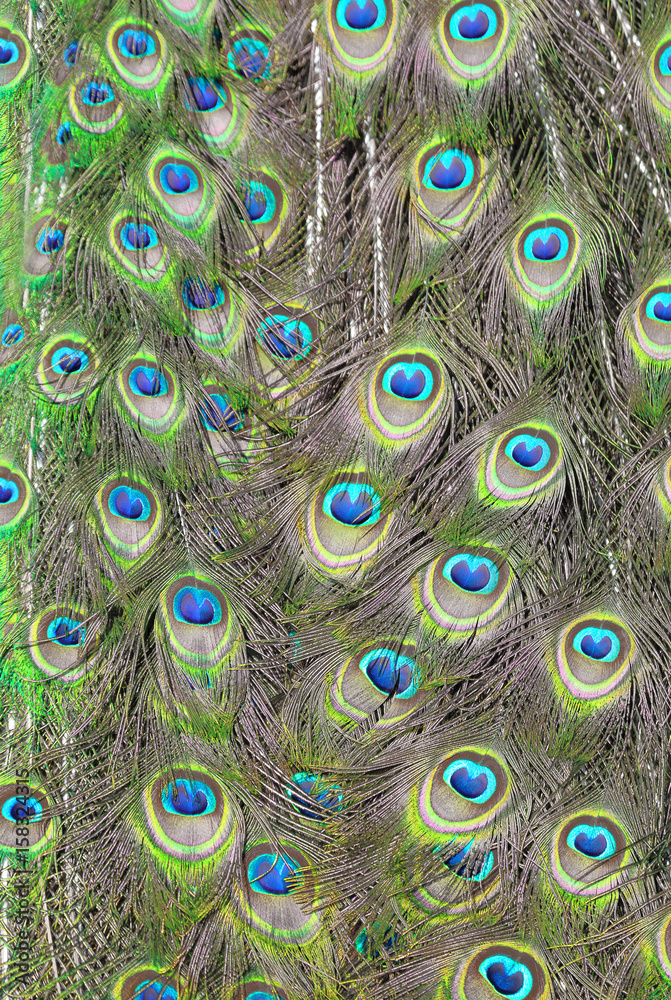 Obraz premium Blue Peacock tail displaying