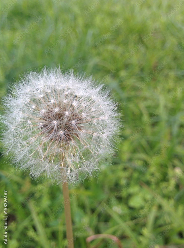Fototapeta premium Dente de leão no foco