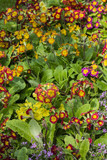 Color variation of spring primrose.