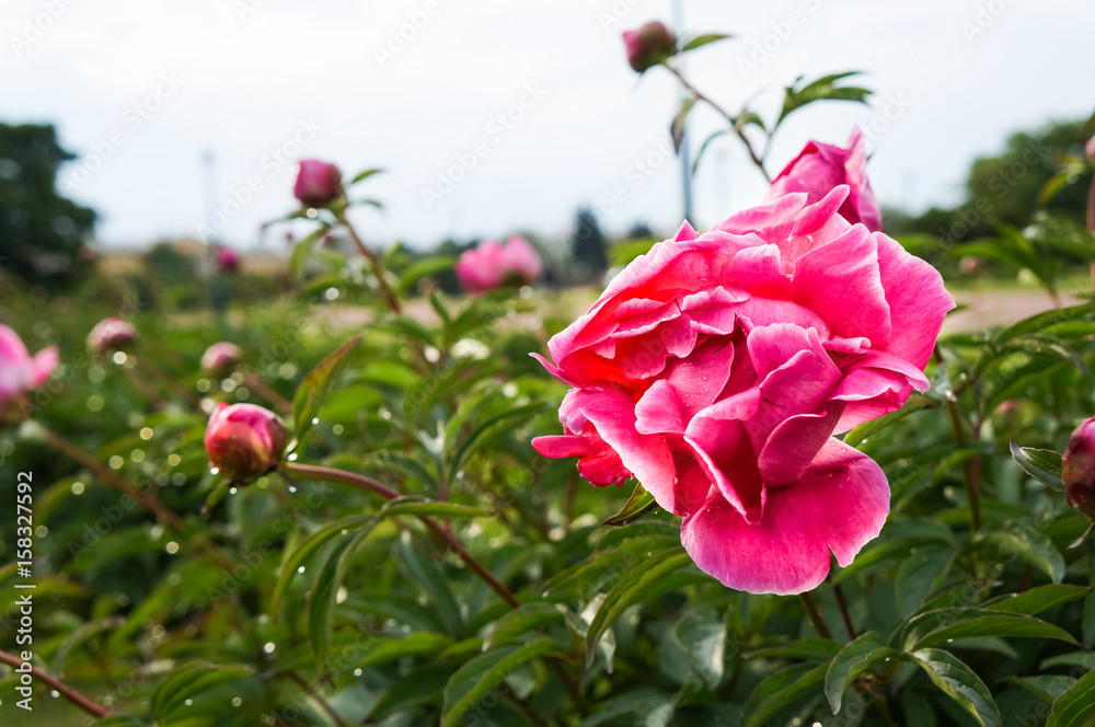 Peonies in the rain on the blurred background of the sights of St. Petersburg. The field of Mars. Summer 2016.
Peonies in the rain on the blurred background of the sights of St. Petersburg. The field of Mars. Summer 2016.